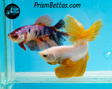 Load image into Gallery viewer, Rainbow Marble Halfmoon Female