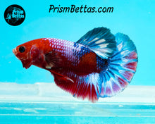 Load image into Gallery viewer, Marble Halfmoon Plakat Male