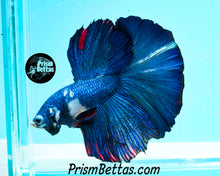 Load image into Gallery viewer, Marble Halfmoon Male