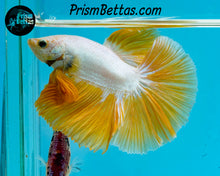 Load image into Gallery viewer, Yellow Dragon Halfmoon Male