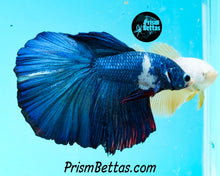 Load image into Gallery viewer, Marble Halfmoon Male