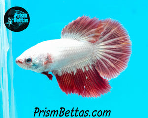 Red Dragon Halfmoon Female