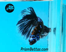 Load image into Gallery viewer, Black Marble Butterfly Halfmoon Male