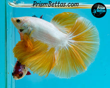 Load image into Gallery viewer, Yellow Dragon Halfmoon Male