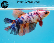 Load image into Gallery viewer, Rainbow Marble Halfmoon Female