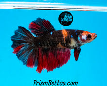 Load image into Gallery viewer, Koi Halfmoon  Female