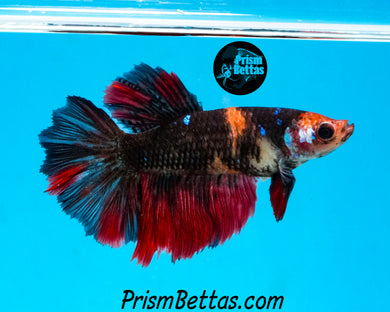 Koi Halfmoon  Female