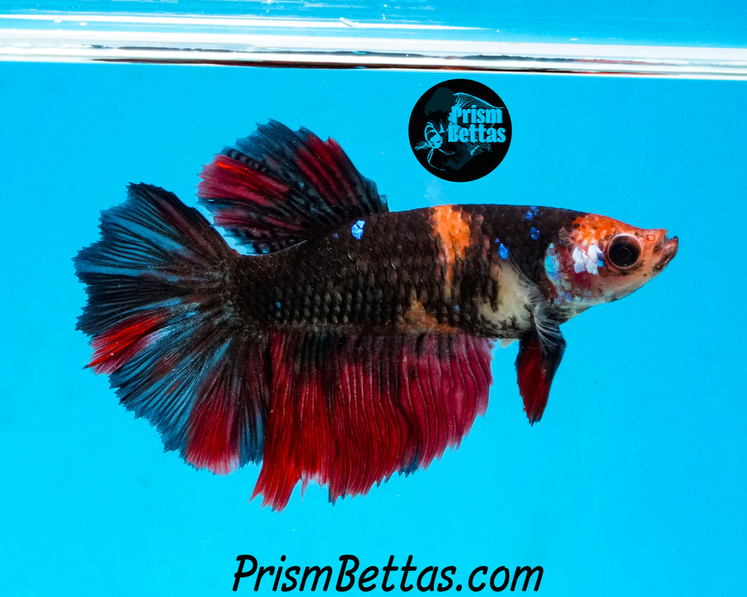 Koi Halfmoon  Female