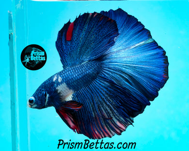 Marble Halfmoon Male