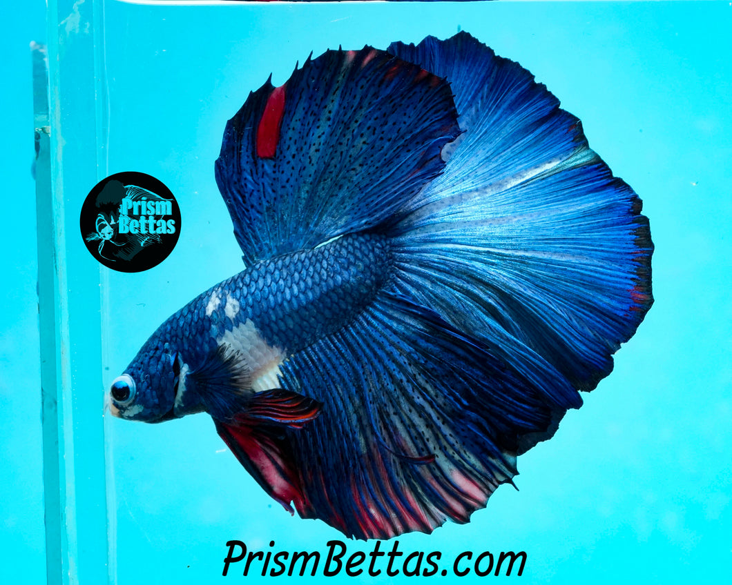 Marble Halfmoon Male