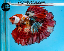 Load image into Gallery viewer, Candy Koi Rosetail Halfmoon Male
