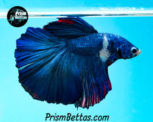 Load image into Gallery viewer, Marble Halfmoon Male