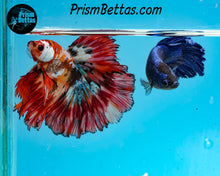 Load image into Gallery viewer, Candy Koi Rosetail Halfmoon Male