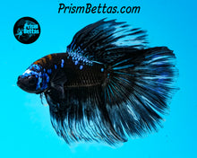 Load image into Gallery viewer, Black Marble Butterfly Halfmoon Male