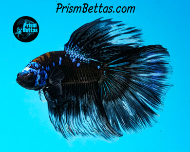 Black Marble Butterfly Halfmoon Male