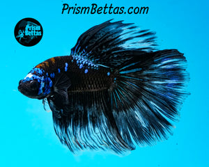 Black Marble Butterfly Halfmoon Male