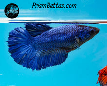 Load image into Gallery viewer, Blue Halfmoon Female