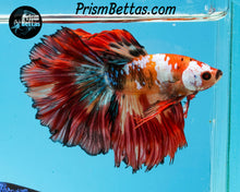 Load image into Gallery viewer, Candy Koi Rosetail Halfmoon Male