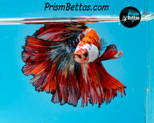 Load image into Gallery viewer, Candy Koi Rosetail Halfmoon Male