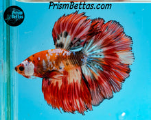Load image into Gallery viewer, Candy Koi Rosetail Halfmoon Male