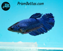 Load image into Gallery viewer, Blue Halfmoon Female