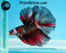 Load image into Gallery viewer, Red Chocolate Marble Rosetail Halfmoon Male