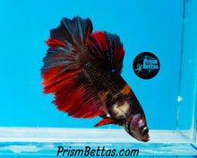 Load image into Gallery viewer, Koi Halfmoon  Female