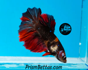 Koi Halfmoon  Female