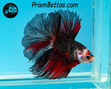 Load image into Gallery viewer, Red Chocolate Marble Rosetail Halfmoon Male