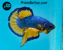 Load image into Gallery viewer, Mustard Gas Halfmoon Plakat Male