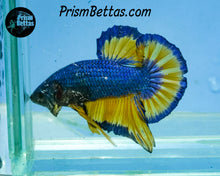 Load image into Gallery viewer, Mustard Gas Halfmoon Plakat Male