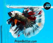 Load image into Gallery viewer, Copper Candy Marble Halfmoon Male