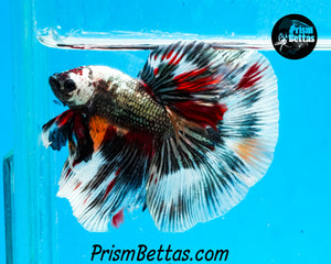 Copper Candy Marble Halfmoon Male