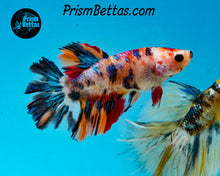 Load image into Gallery viewer, Candy Koi Halfmoon Female