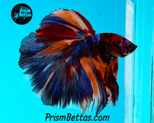 Load image into Gallery viewer, Rainbow Marble Halfmoon Male
