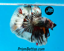 Load image into Gallery viewer, Copper Candy Marble Halfmoon Male