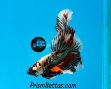 Load image into Gallery viewer, Copper Candy Marble Halfmoon Male