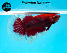 Load image into Gallery viewer, Salamander Butterfly Halfmoon Female