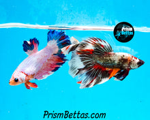 Load image into Gallery viewer, Copper Candy Marble Halfmoon Male
