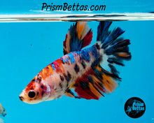 Load image into Gallery viewer, Candy Koi Halfmoon Female
