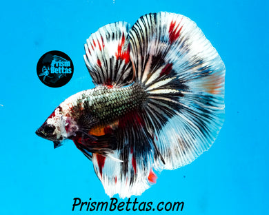 Copper Candy Marble Halfmoon Male