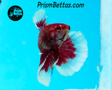 Load image into Gallery viewer, Salamander Butterfly Halfmoon Female