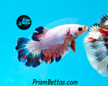 Load image into Gallery viewer, Marble Halfmoon Female