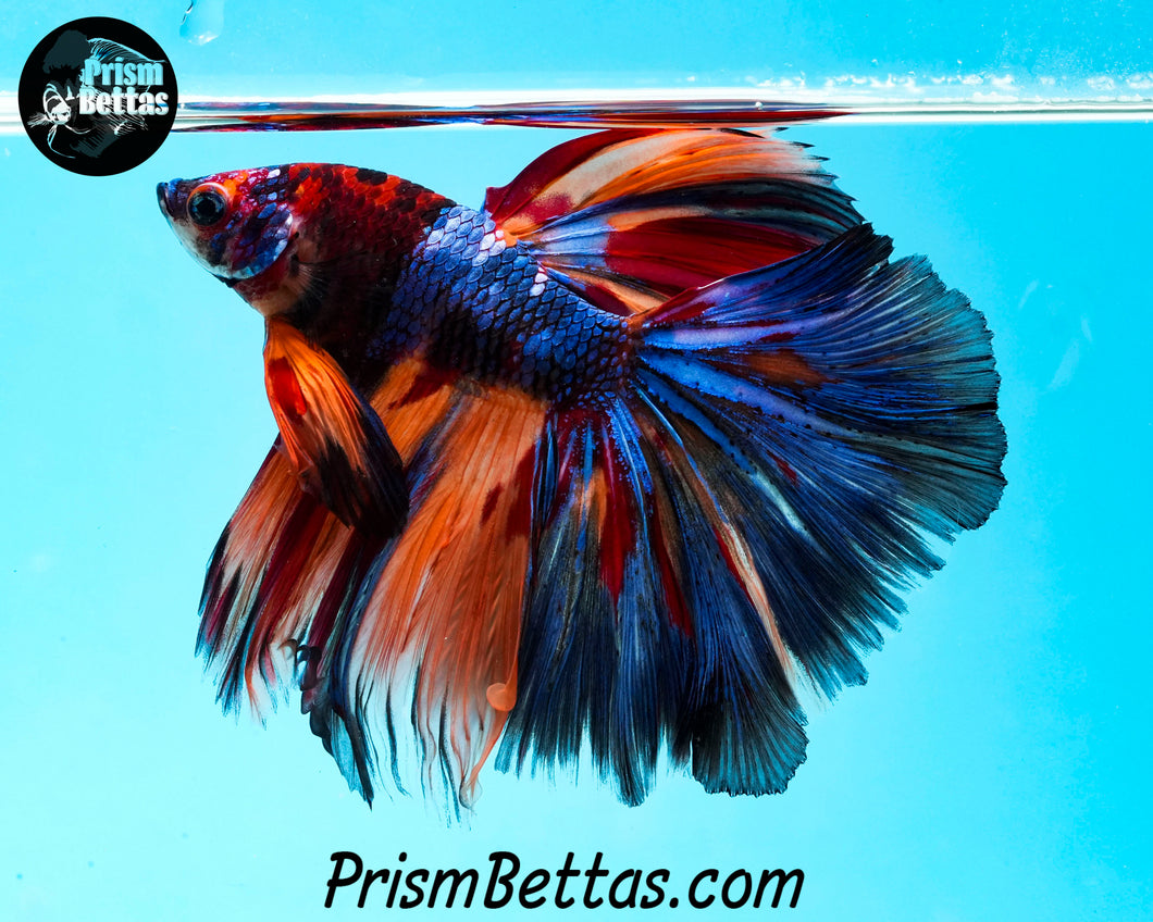 Rainbow Marble Halfmoon Male