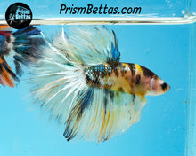 Load image into Gallery viewer, Yellow Koi Halfmoon Male