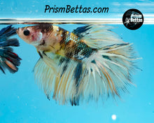 Load image into Gallery viewer, Yellow Koi Halfmoon Male