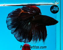 Load image into Gallery viewer, Black Licorice Halfmoon Male
