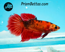 Load image into Gallery viewer, Marble Halfmoon Female