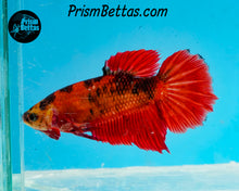 Load image into Gallery viewer, Marble Halfmoon Female