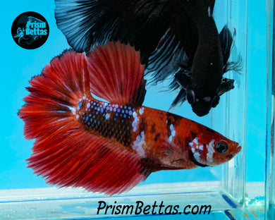Marble Halfmoon Female
